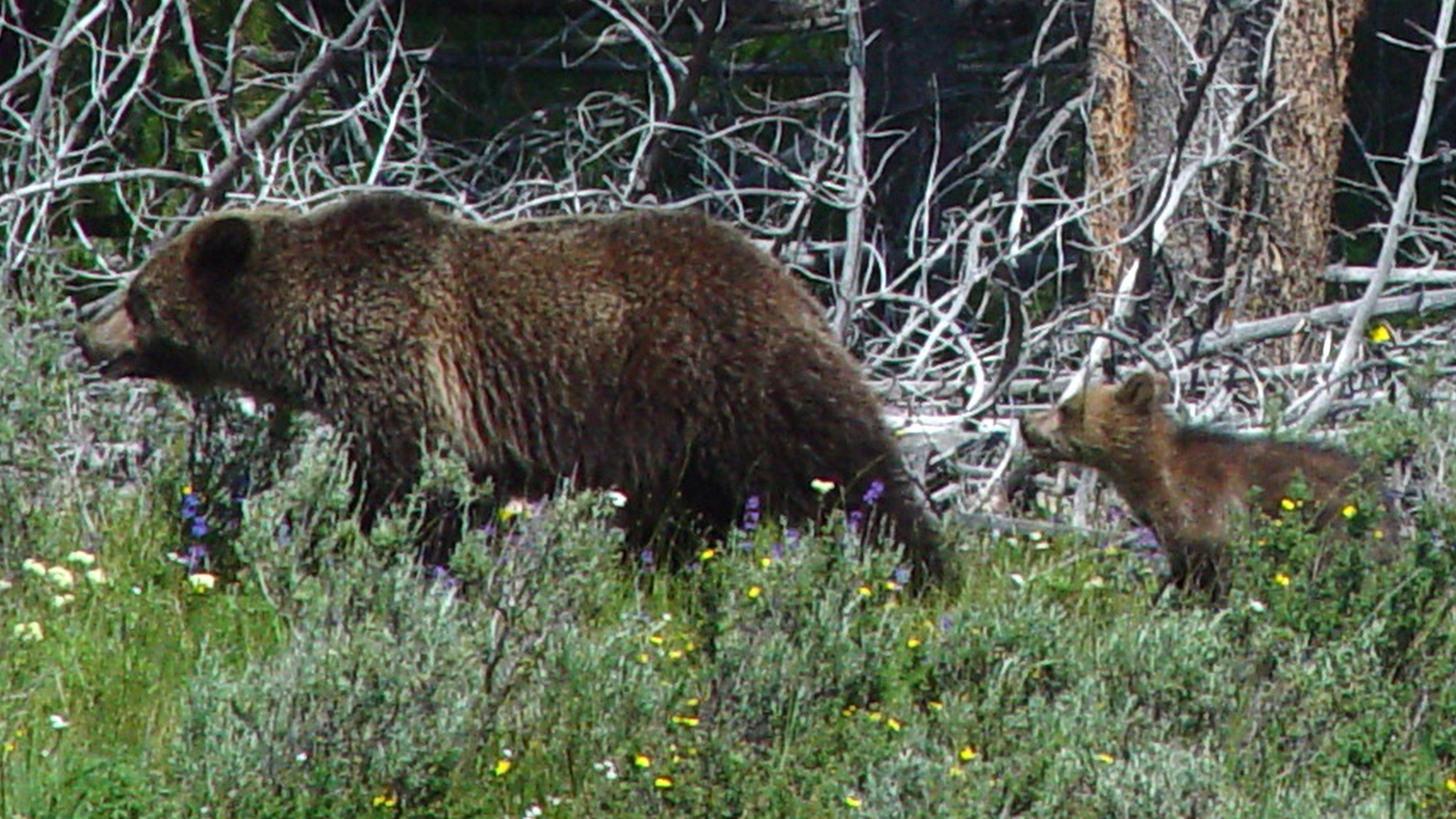 Grizzly Bear and Cub – Yellowstone Wildlife Wallpaper