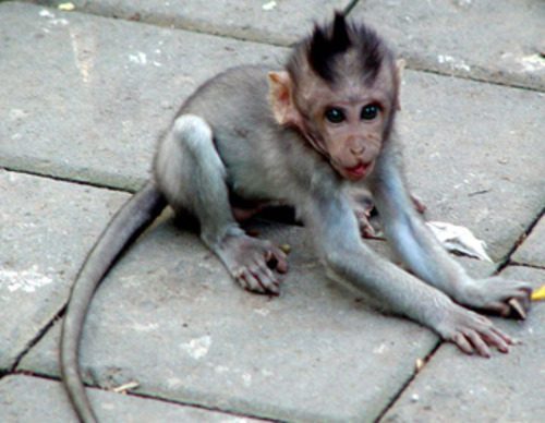 Young macaque sitting on stone pavement in Sacred Monkey Forest