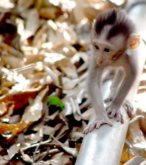 Young monkey balancing on a rail in Sacred Monkey Forest Bali