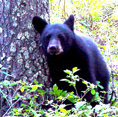 Young black bear cub standing near a tree in Yellowstone National Park.