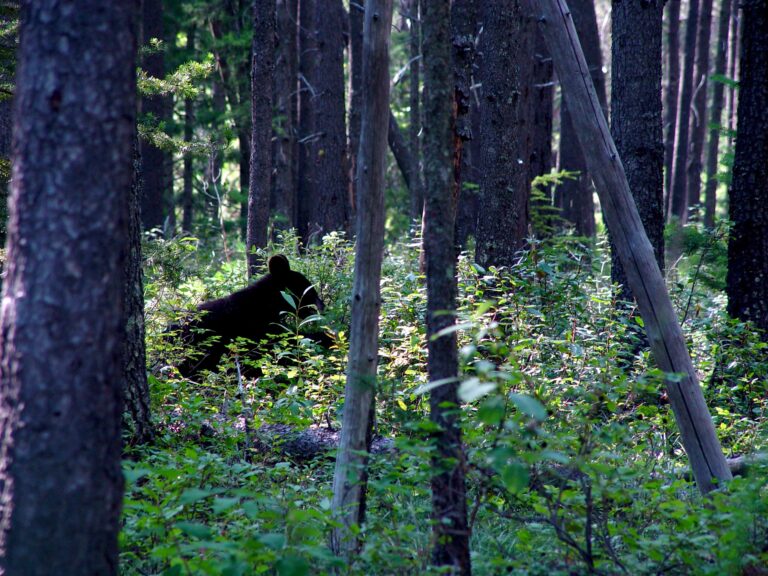 Black Bear Moving Through Forest Wilderness