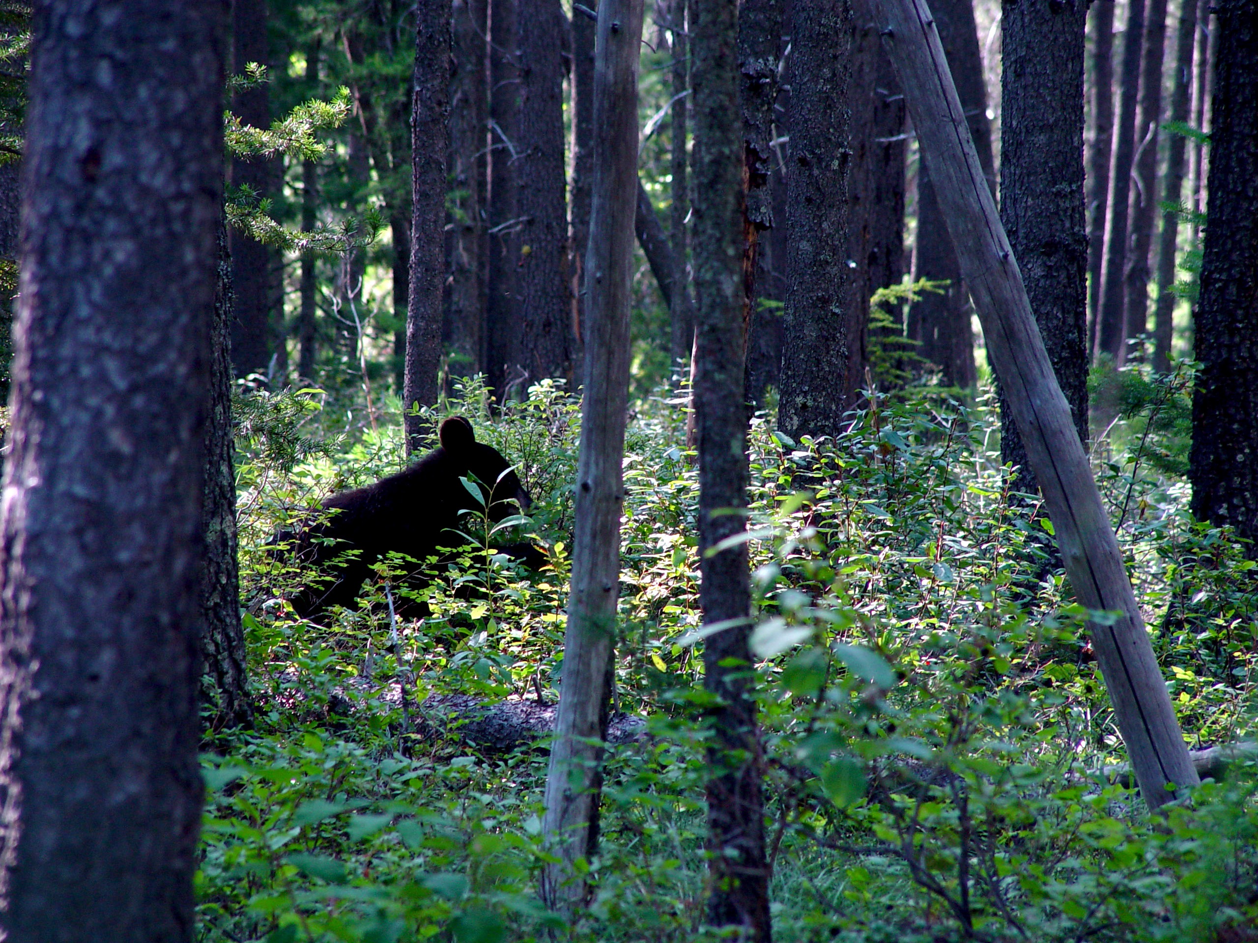 Black Bear Moving Through Forest Wilderness
