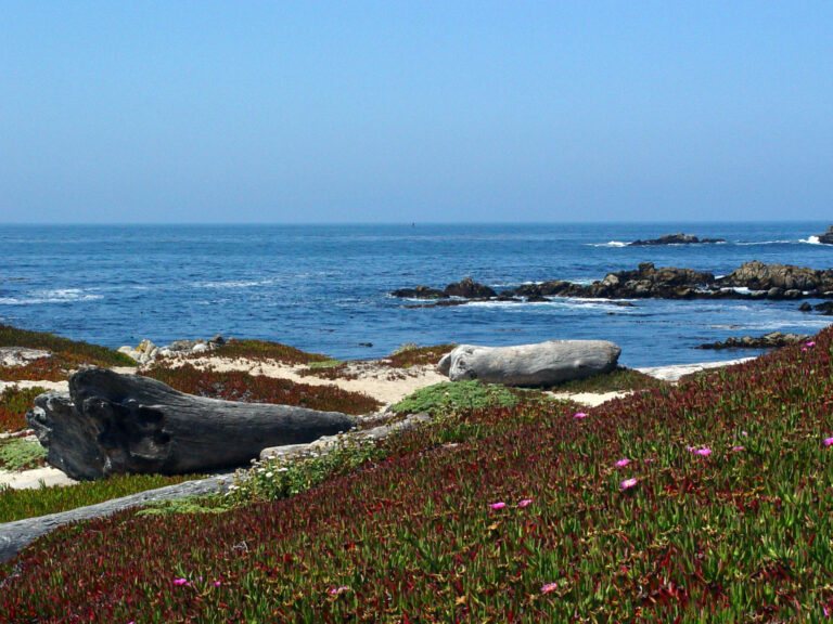 Coastal Iceplant Overlooking the Ocean