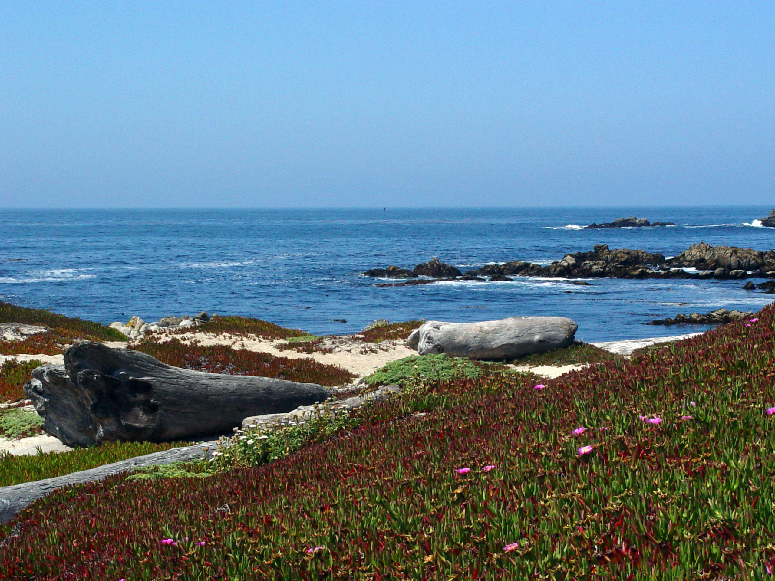 Coastal Iceplant Overlooking the Ocean
