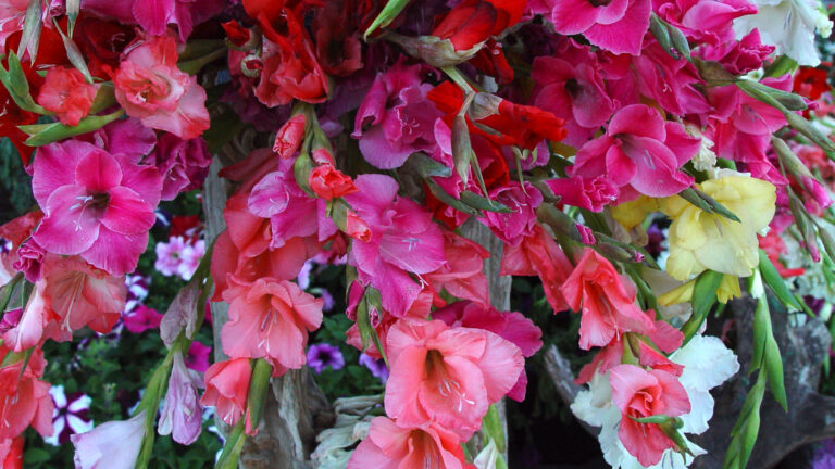 Colorful Gladiolus Flower Display