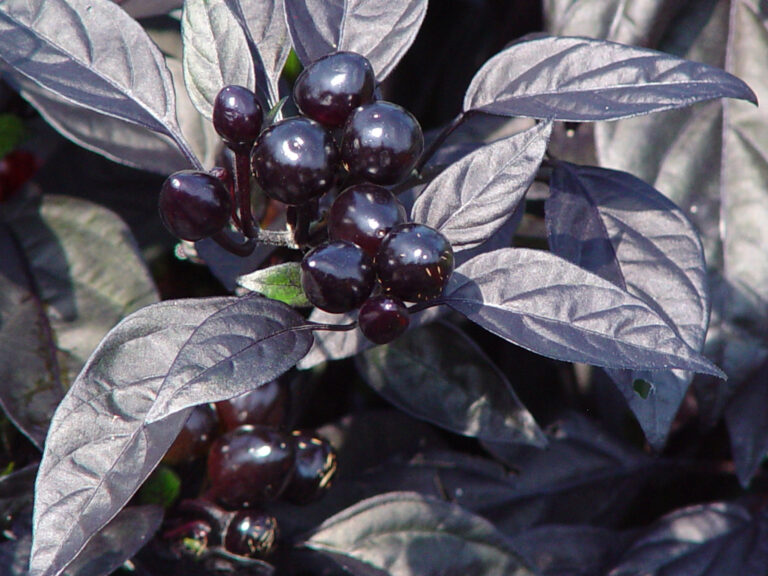 Dark Purple Leaves and Black Berries