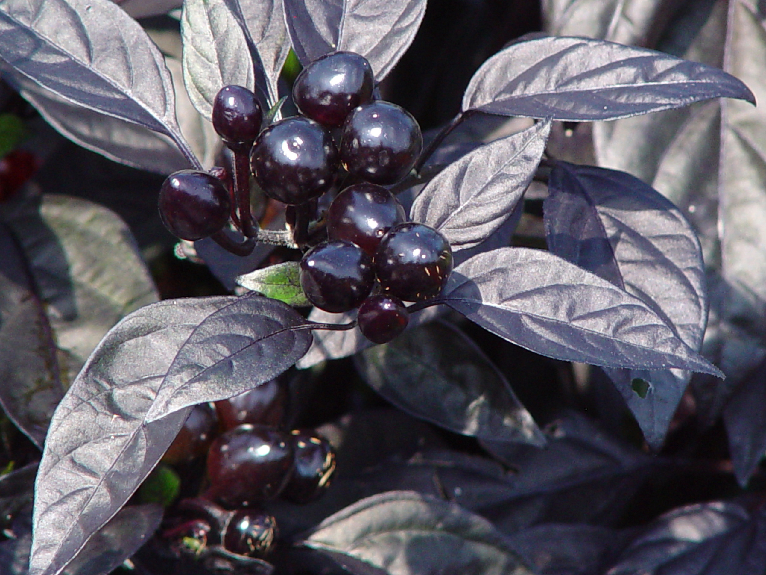 Dark Purple Leaves and Black Berries