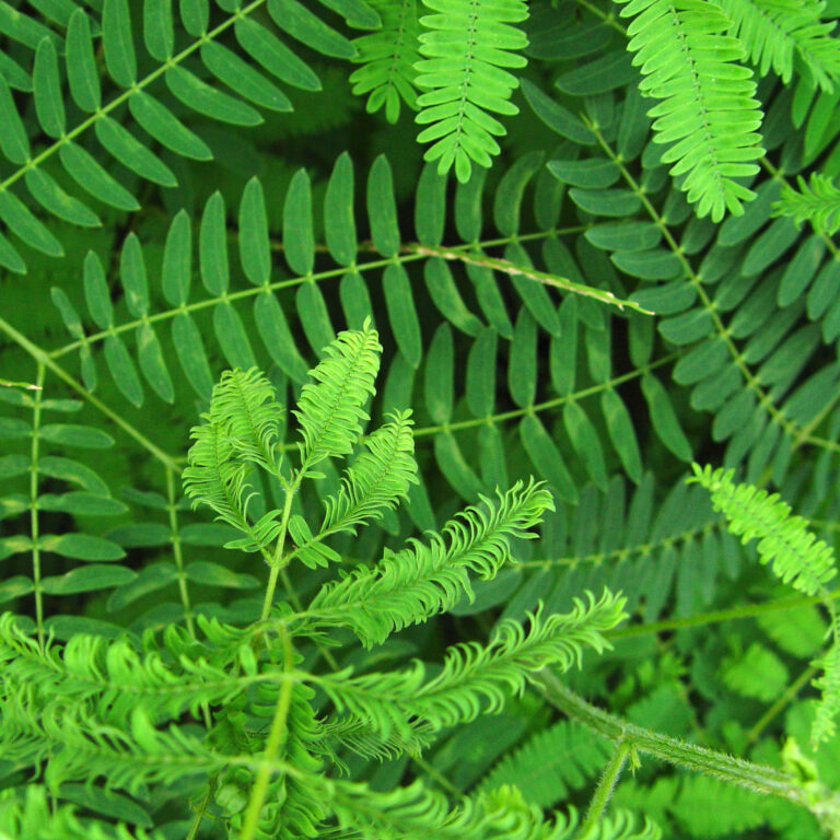 Green Fern Pattern in Tropical Nature