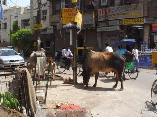Holy cow standing on a busy street in northern India surrounded by traffic and pedestrians.