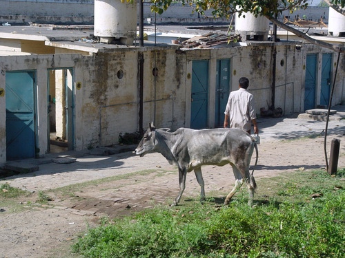 Holy cow walking through a village neighborhood near Beas, India.