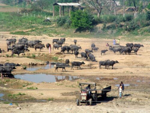 Large herd of water buffalo gathered near a watering area in northern India.
