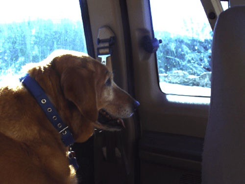 Jake the Golden Retriever riding in a vehicle during a Yellowstone National Park road trip.