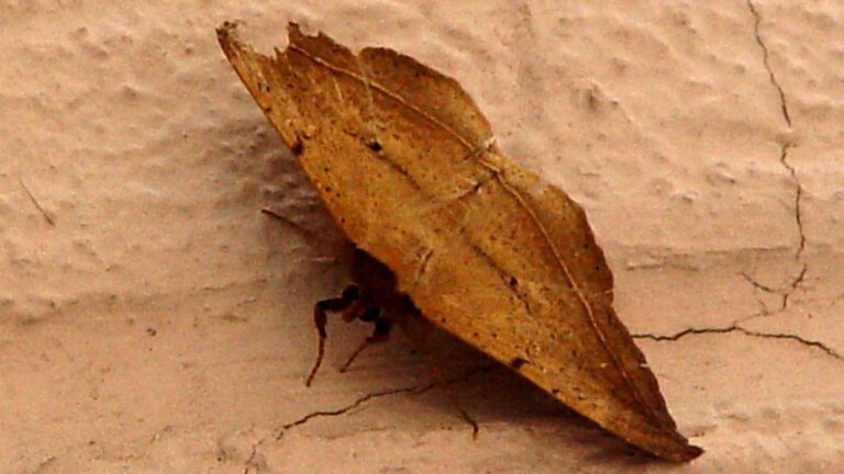 Leaf Butterfly Camouflage Closeup
