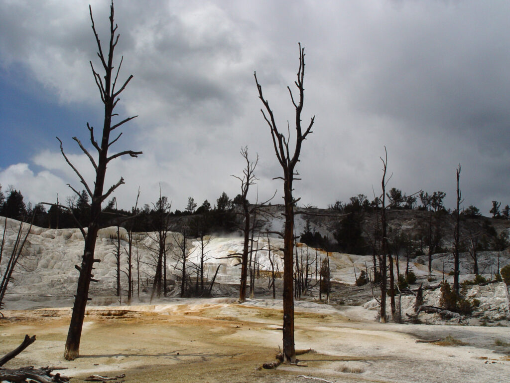 White mineral terraces and standing dead trees at Mammoth Hot Springs.