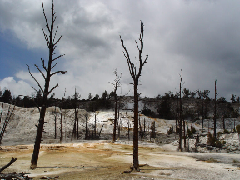 Mammoth Hot Springs Terraces