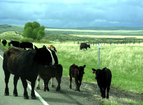 Cows and calves traveling along a roadside pasture during a cattle drive in Montana.
