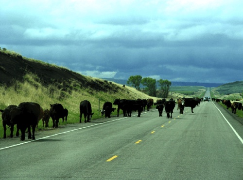 A herd of cattle walking along a rural Montana highway under stormy skies.