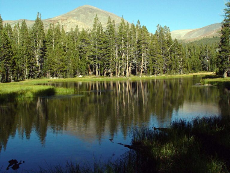 Mountain Lake Reflection and Forest