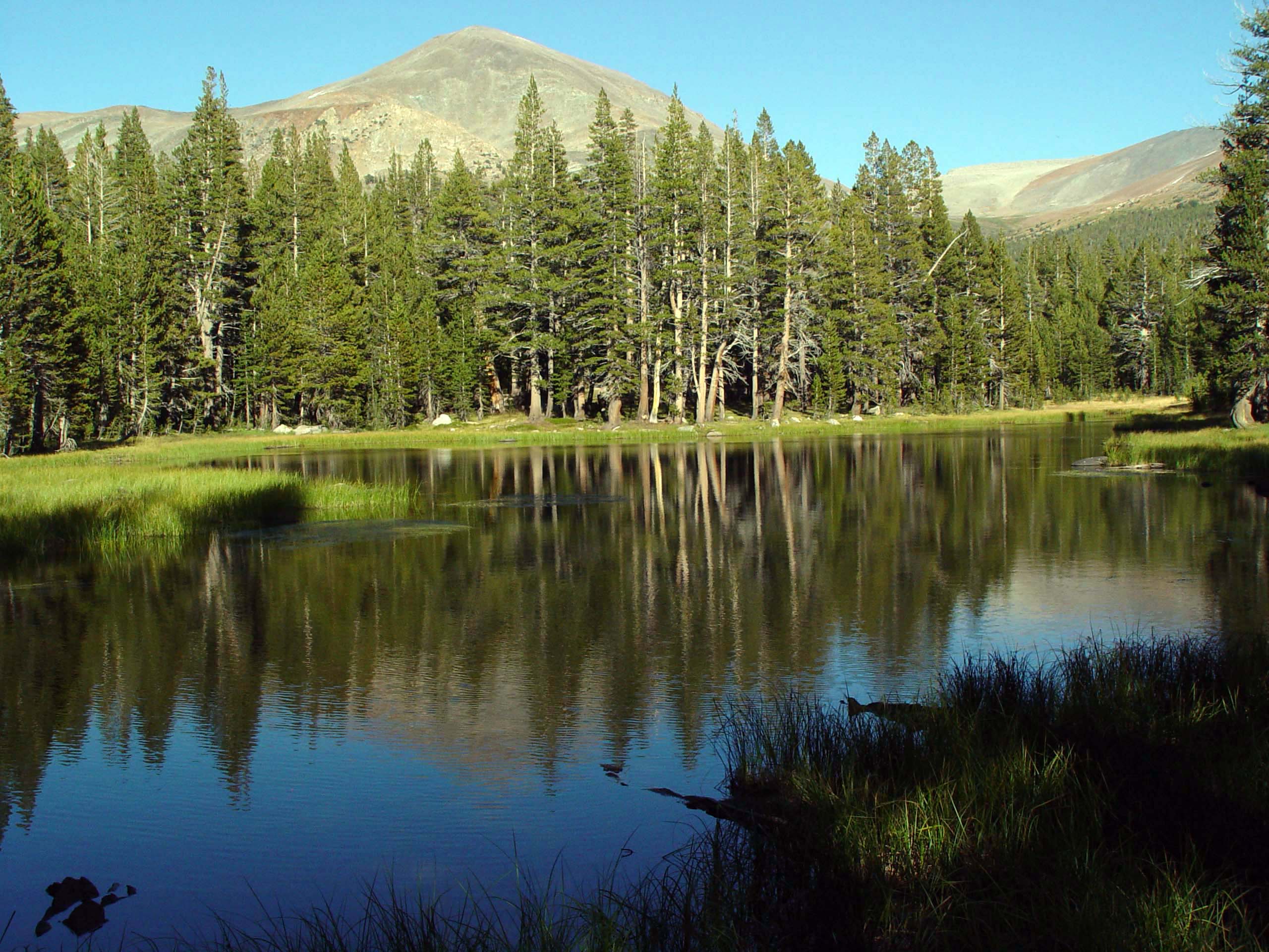 Mountain Lake Reflection and Forest