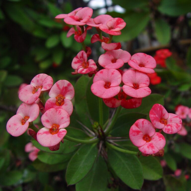 Pink Crown Flowers in Tropical Garden