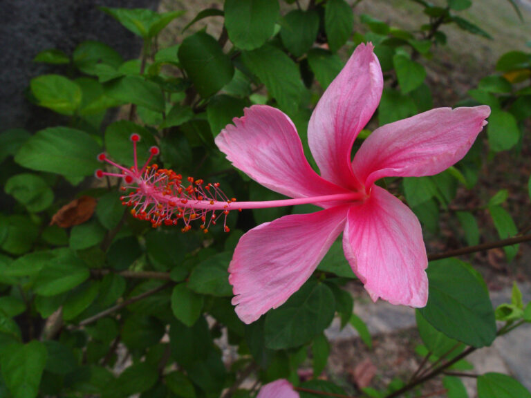Pink Hibiscus Flower Closeup