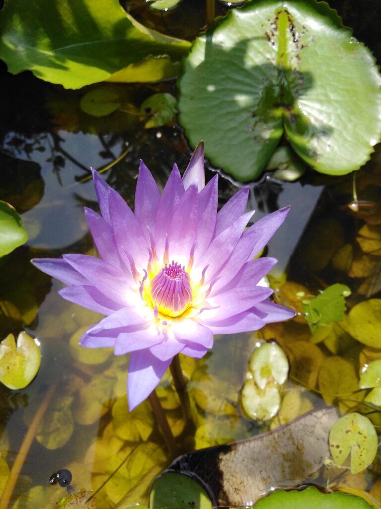 Purple Lotus Water Flower in Garden Pond