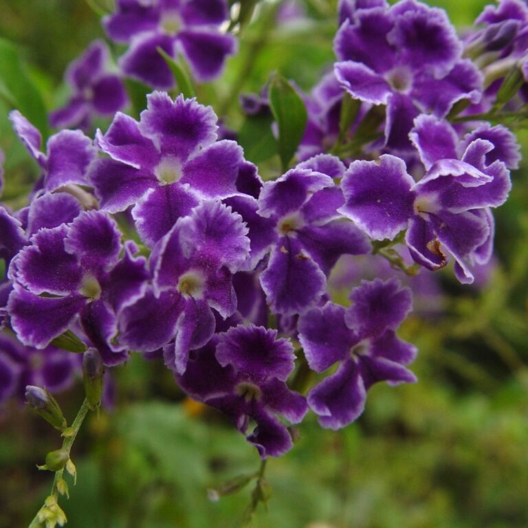 Purple Tropical Flowers Closeup
