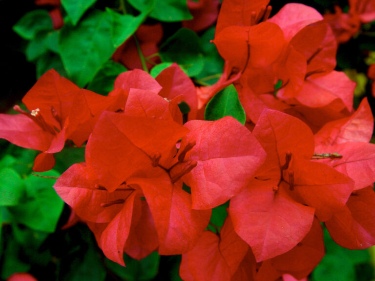 Red Bougainvillea Tropical Flowers