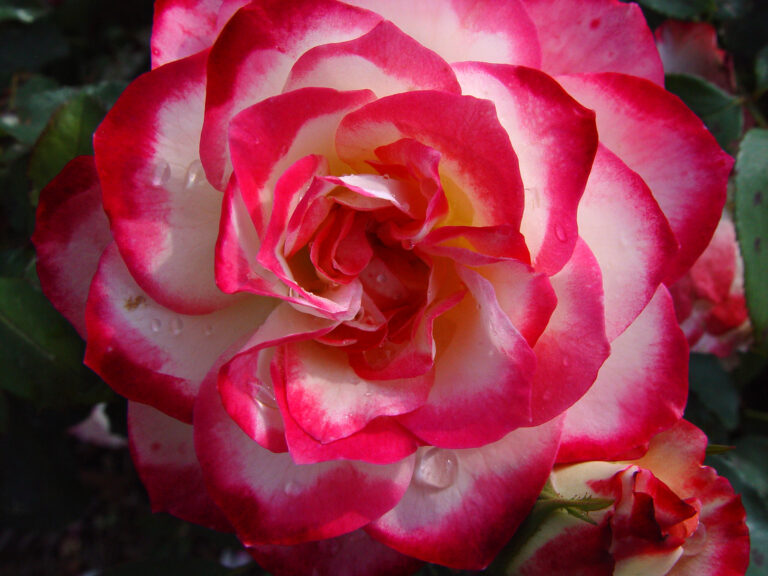 Red and White Rose Petals Close-Up