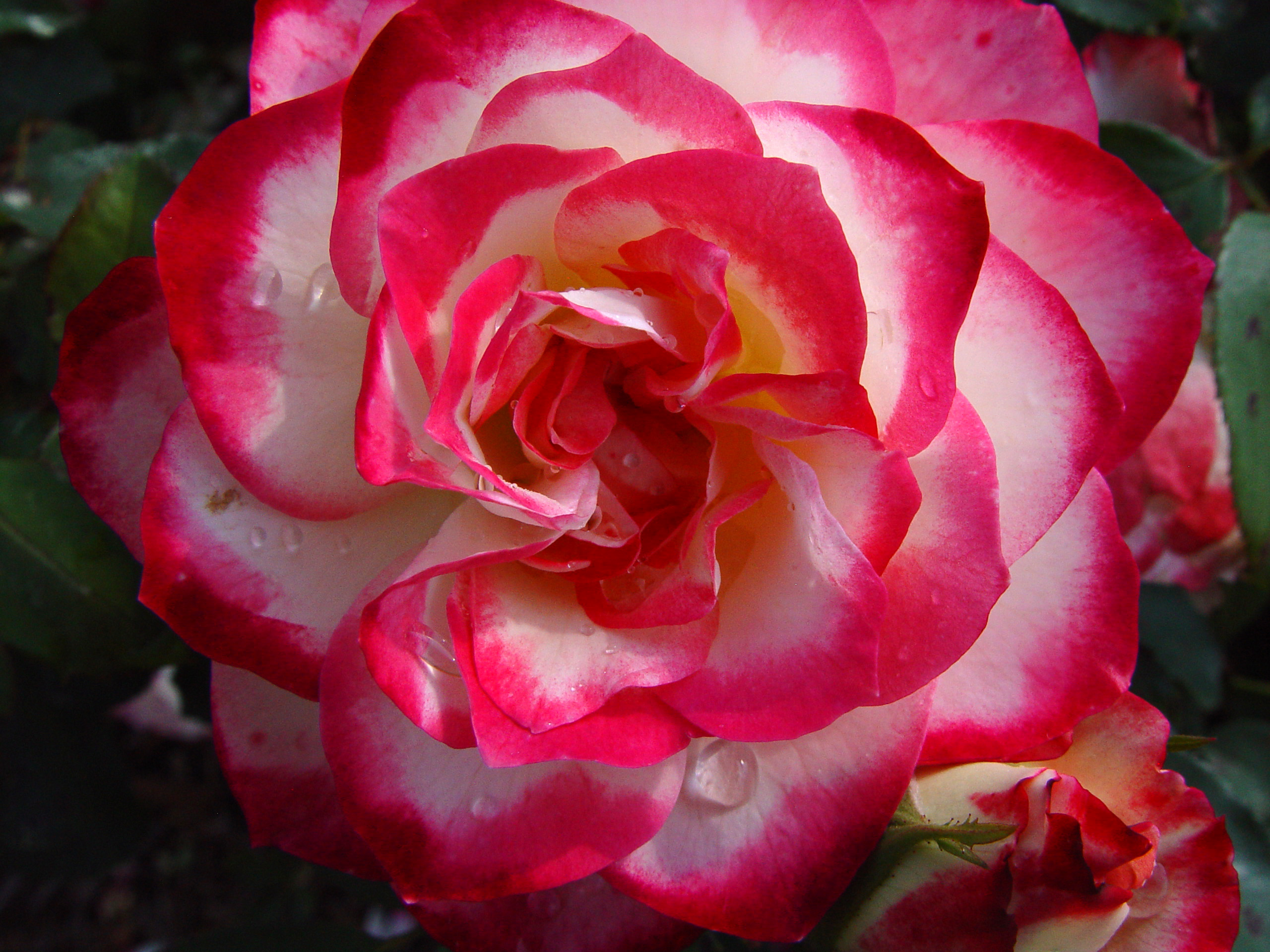 Red and White Rose Petals Close-Up