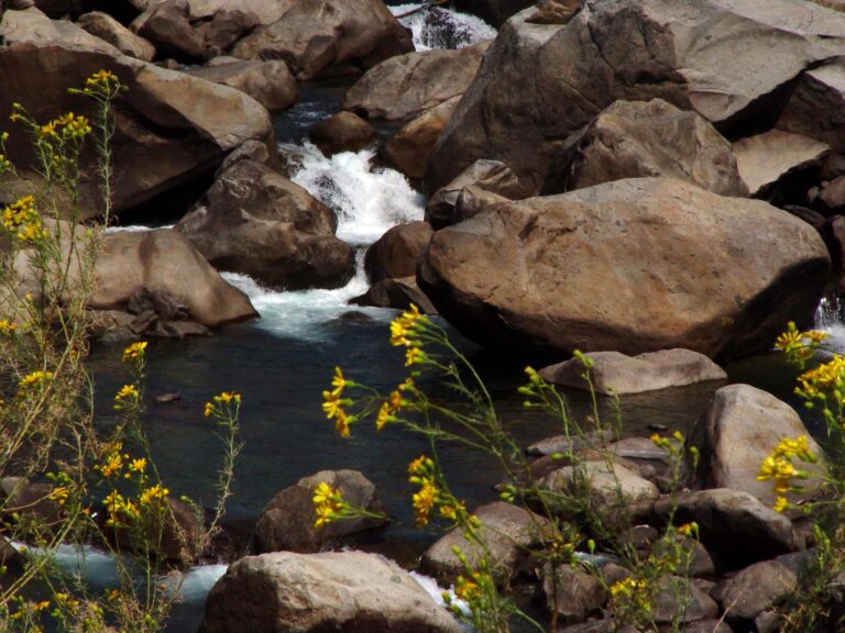 Rocky River with Yellow Wildflowers