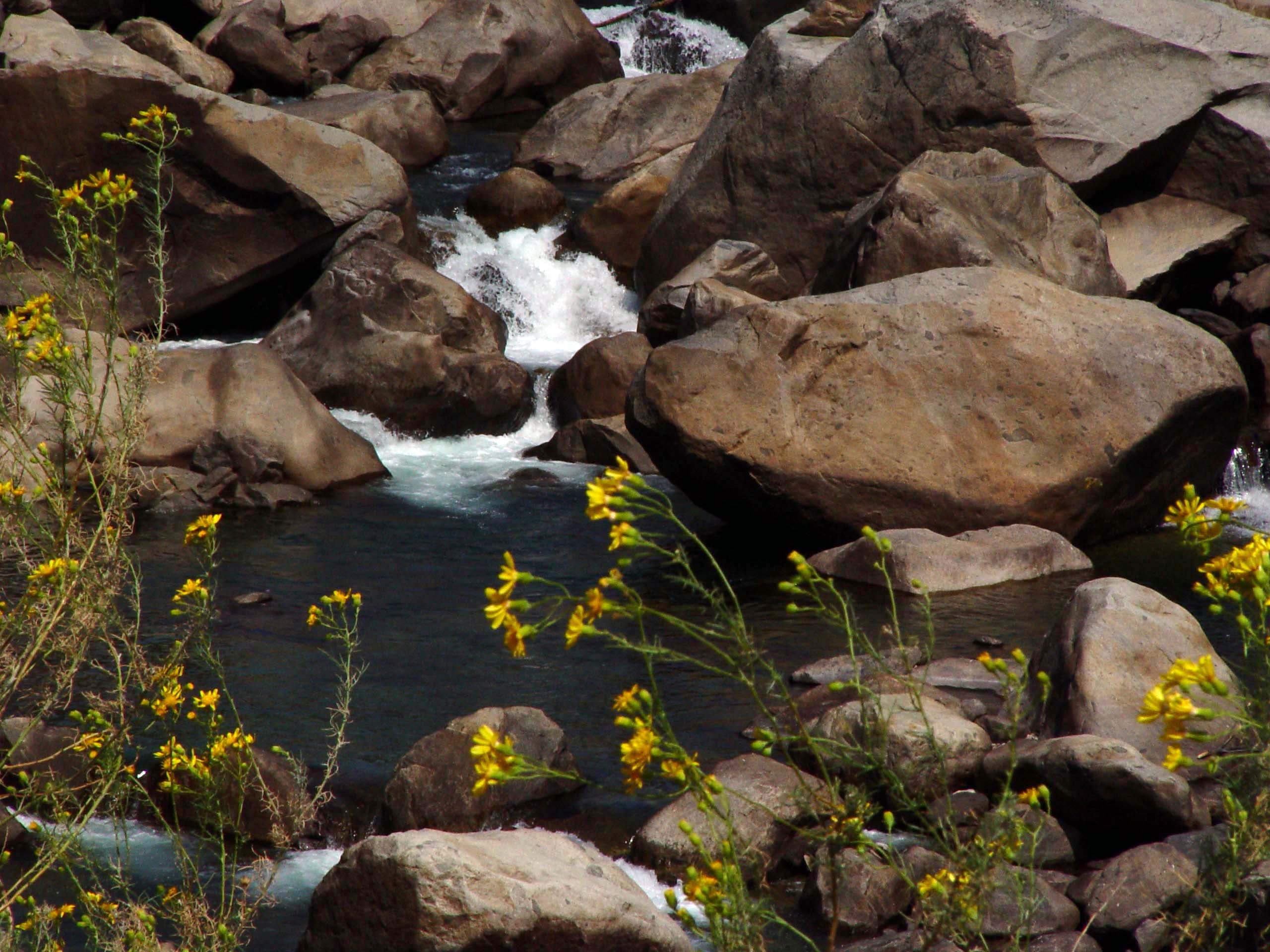 Rocky River with Yellow Wildflowers