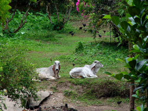 Two cattle resting in a grassy rural landscape near Chiang Mai, Thailand.
