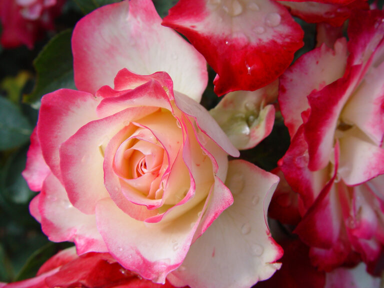 Soft Pink and White Roses in Bloom