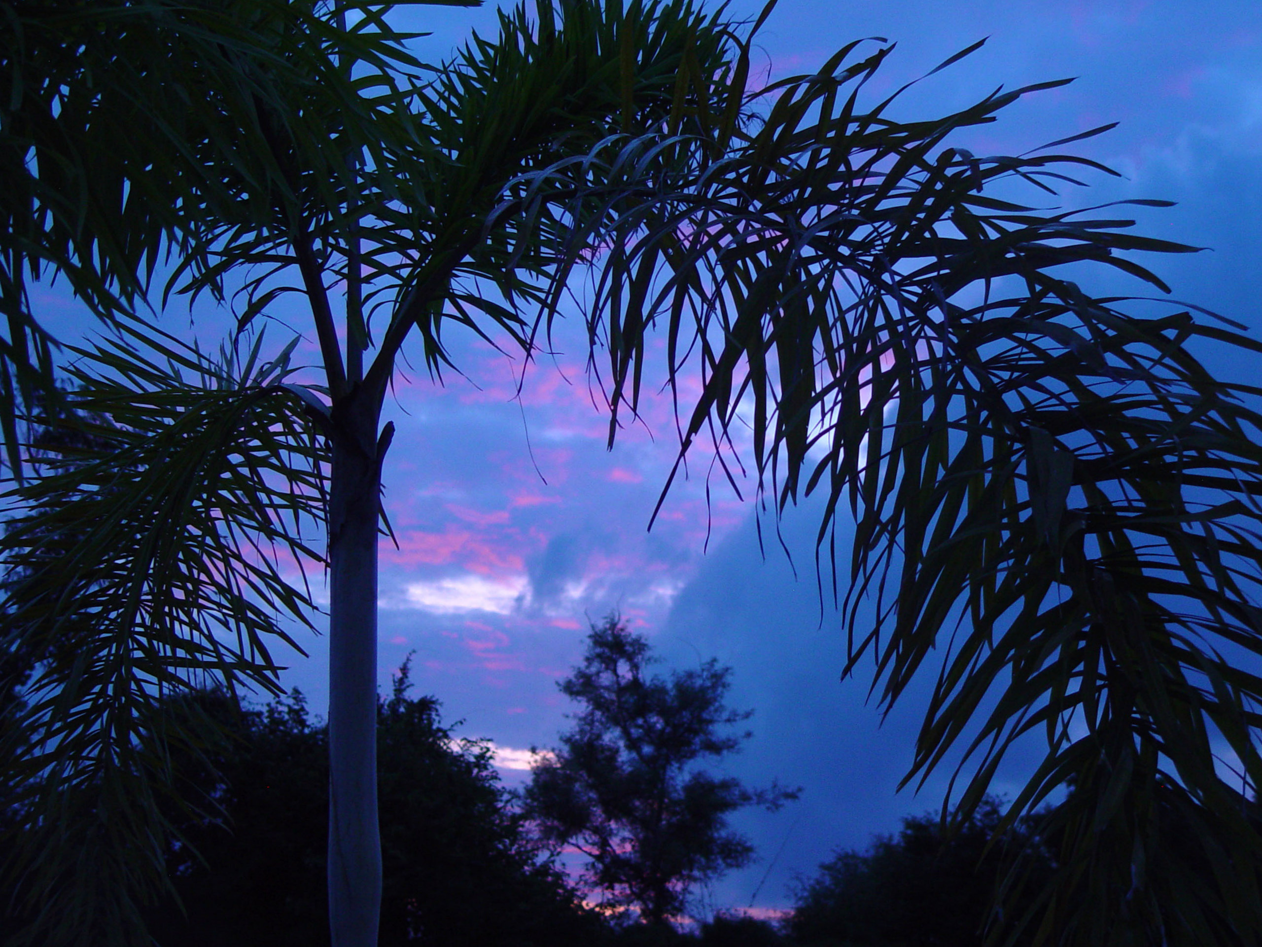 Tropical Palm Trees Against Dusk Sky