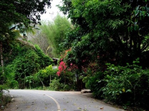 Quiet winding road surrounded by tropical vegetation in northern Thailand.