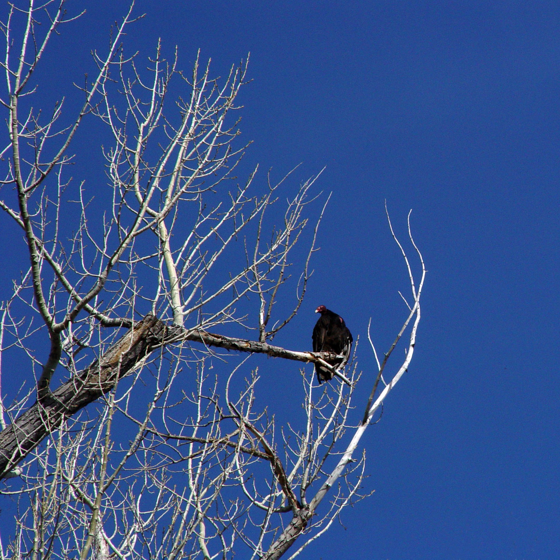 Turkey Vulture Resting on Bare Tree