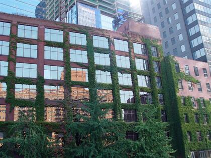 A downtown Chicago building covered with climbing vines and greenery.