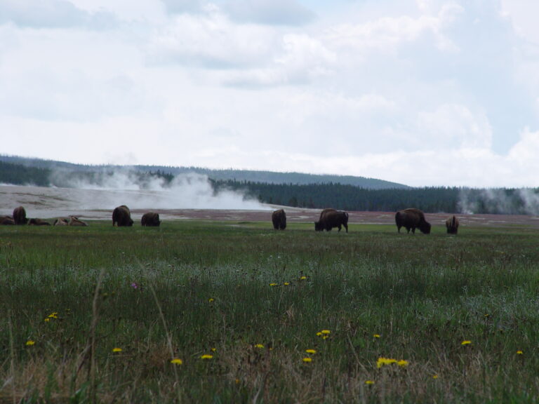 Bison Across the Yellowstone Geyser Basin