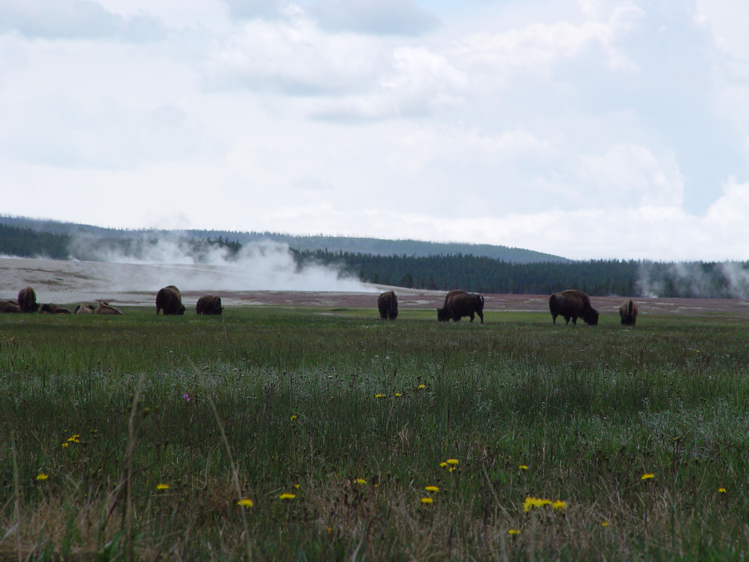 Bison Across the Yellowstone Geyser Basin
