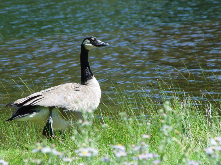Canada Goose by the Water