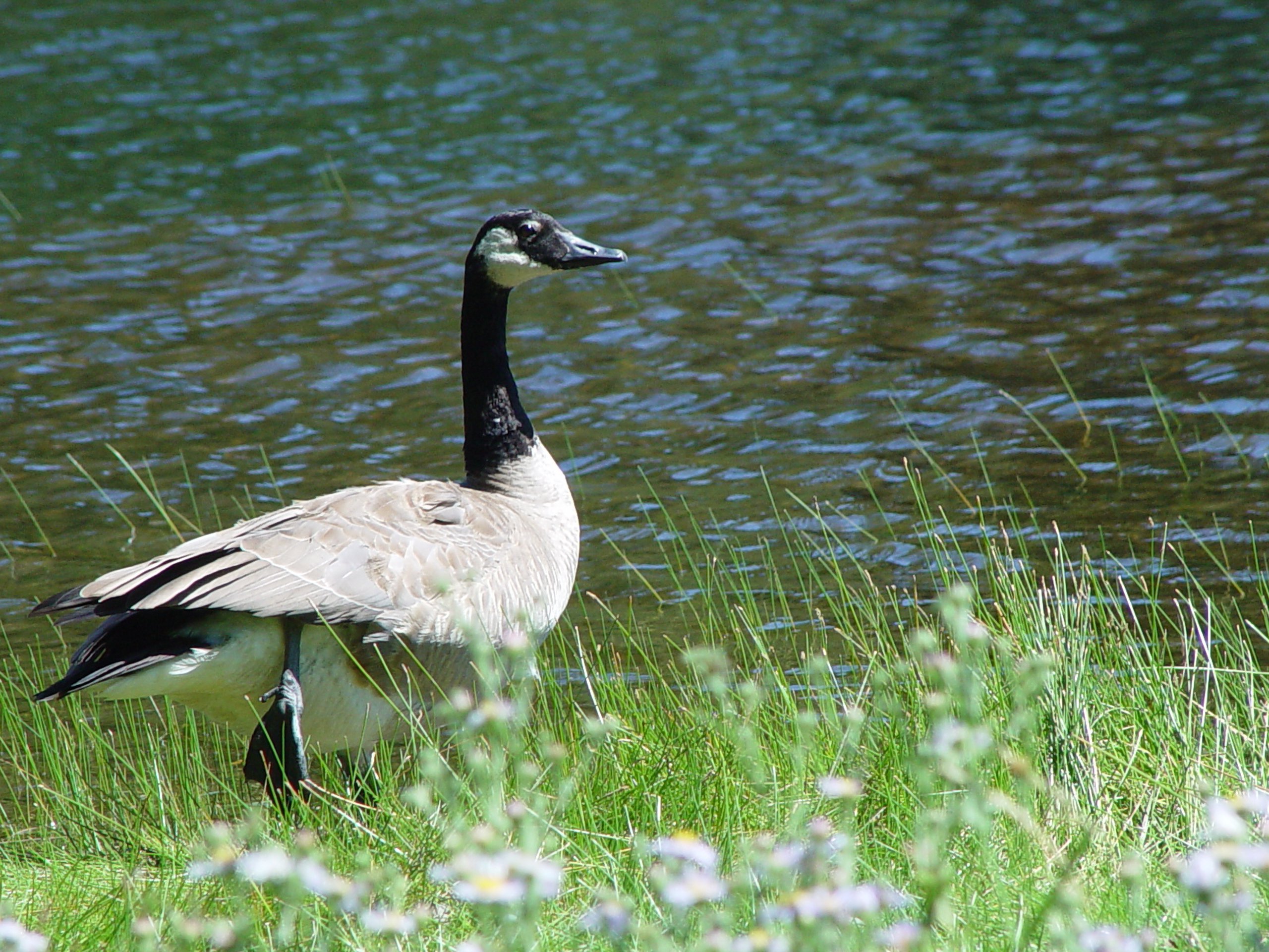 Canada Goose by the Water