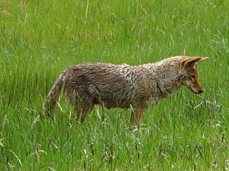 Coyote in Spring Meadow