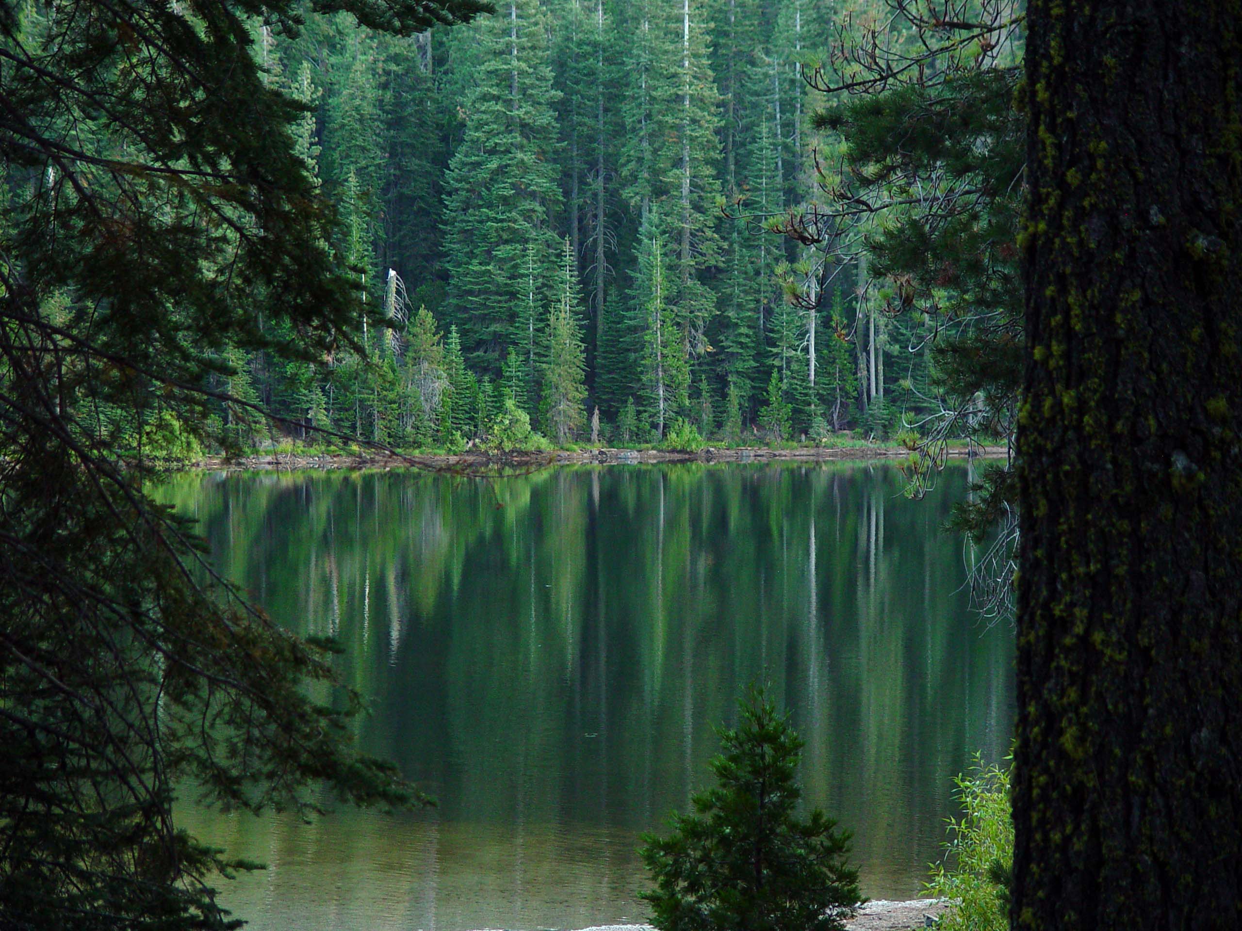 Forest Reflections Framed by Pines