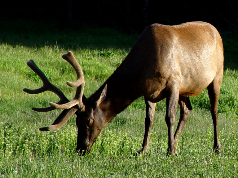 Lamar Valley Bull Elk