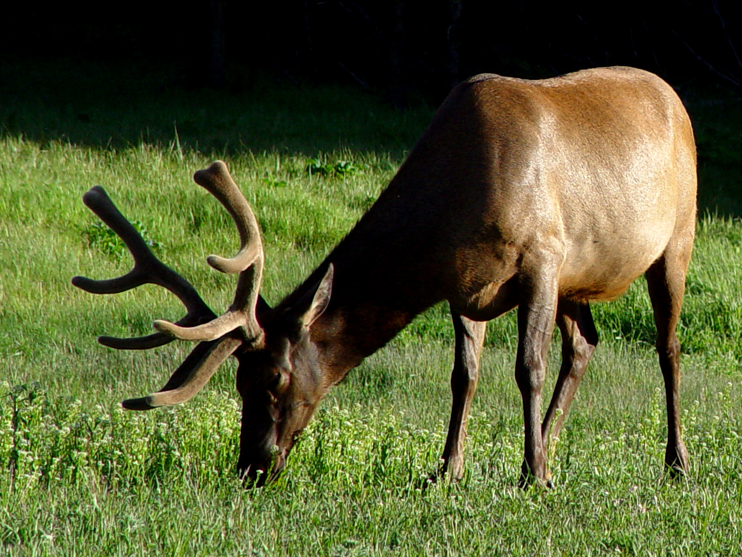 Lamar Valley Bull Elk
