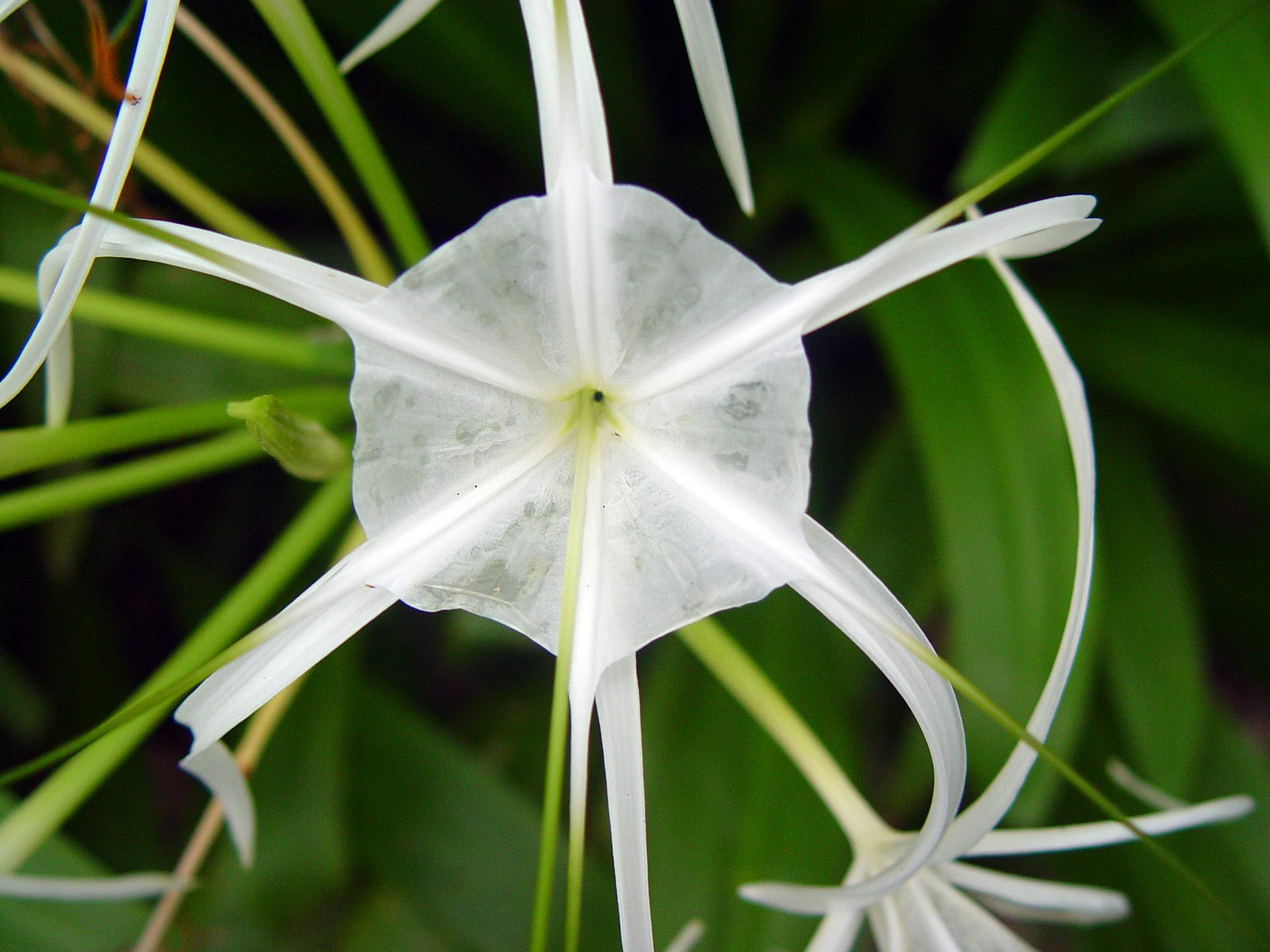 White Spider Lily Tropical Flower