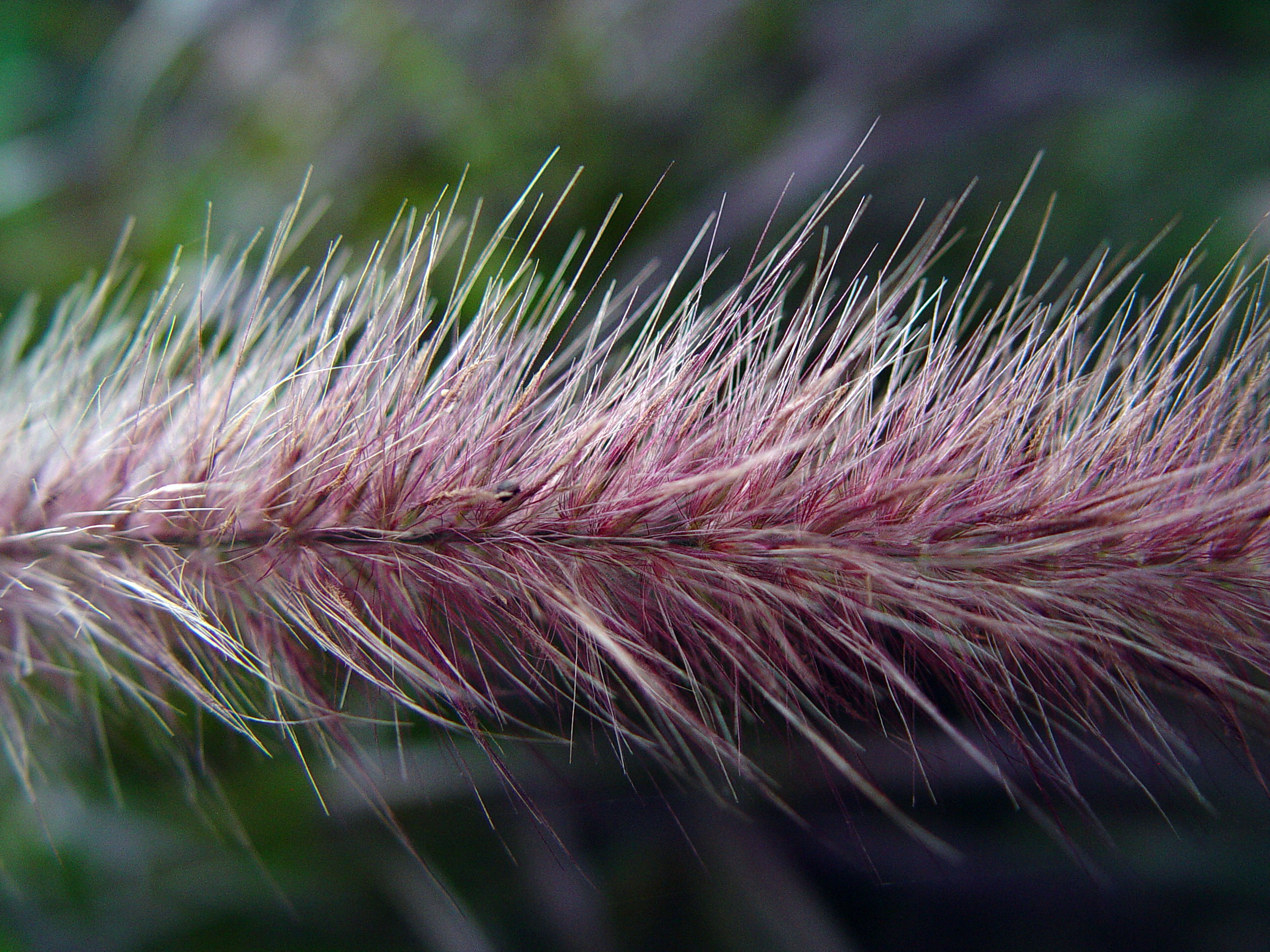 Wispy Grass Macro Texture