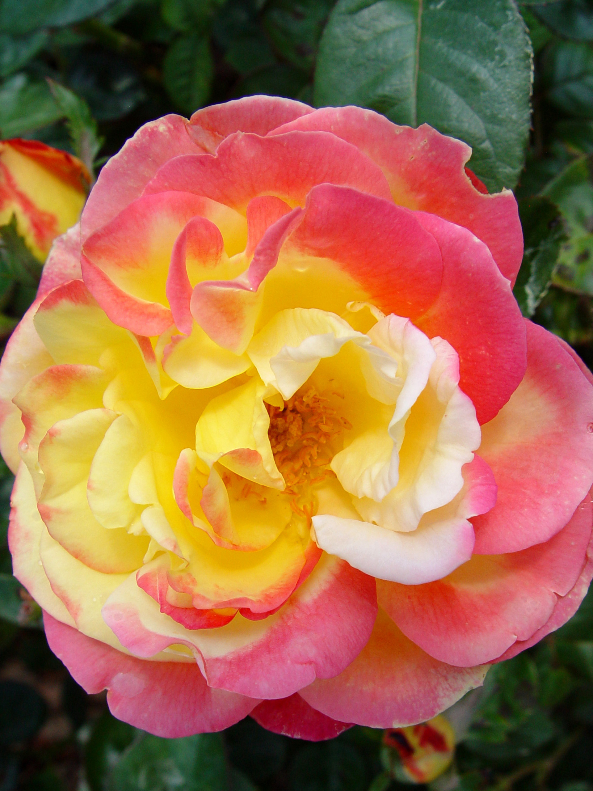 Yellow and Pink Rose Blossom