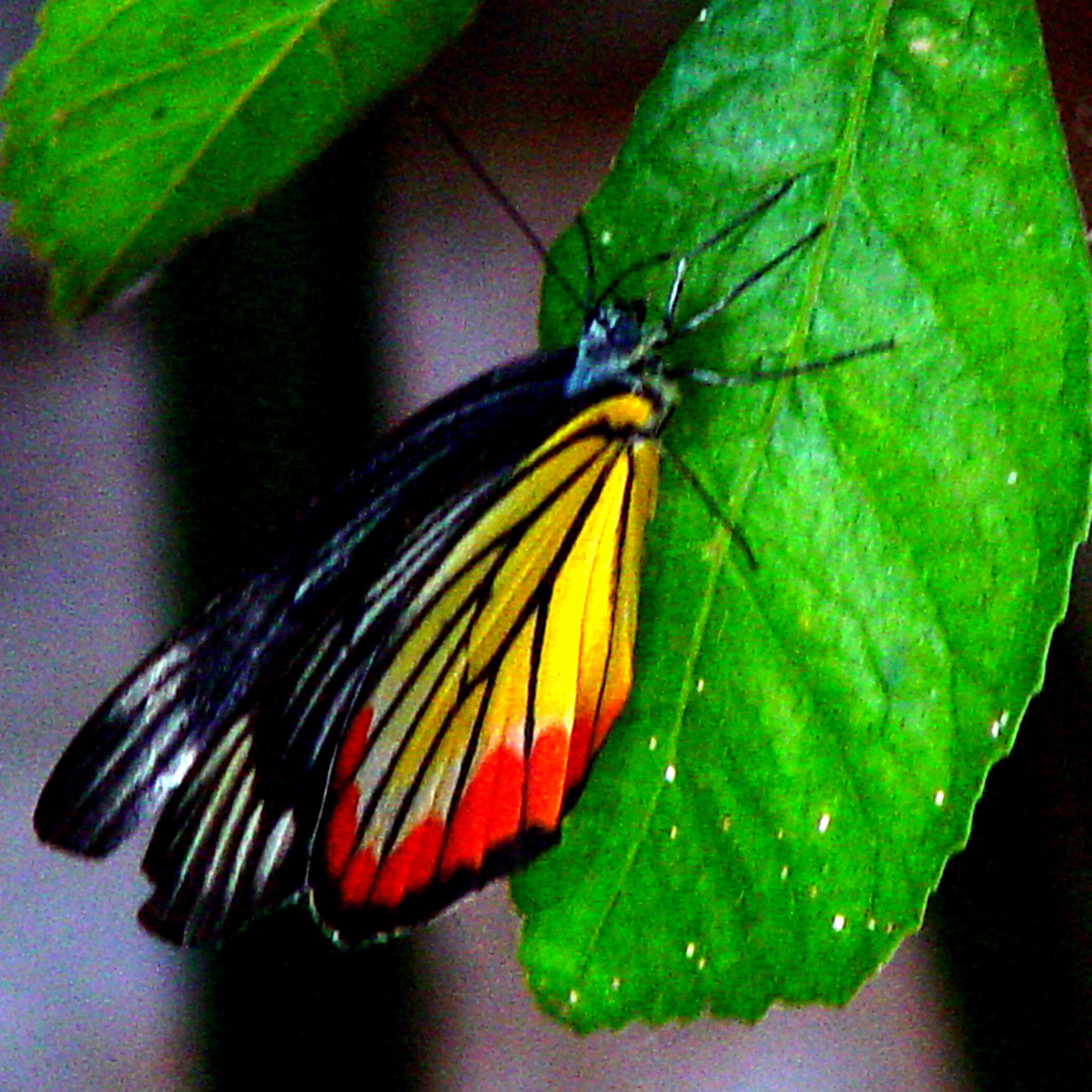 Yellow and Red Butterfly Resting on Green Leaf
